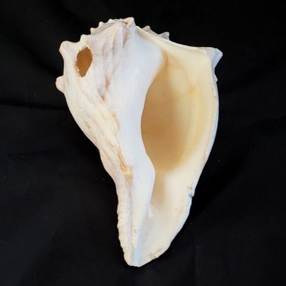 Large Conch Seashell/ real 5" shell - Picture 5 of 6